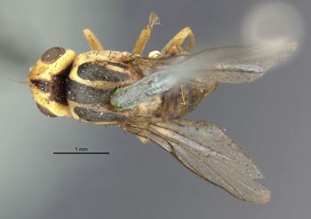 Media type: image;   Entomology 13367 Aspect: habitus dorsal view